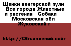 Щенки венгерской пули - Все города Животные и растения » Собаки   . Московская обл.,Жуковский г.